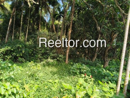 Plots For Rent In Roshanwala Bhawanigarh